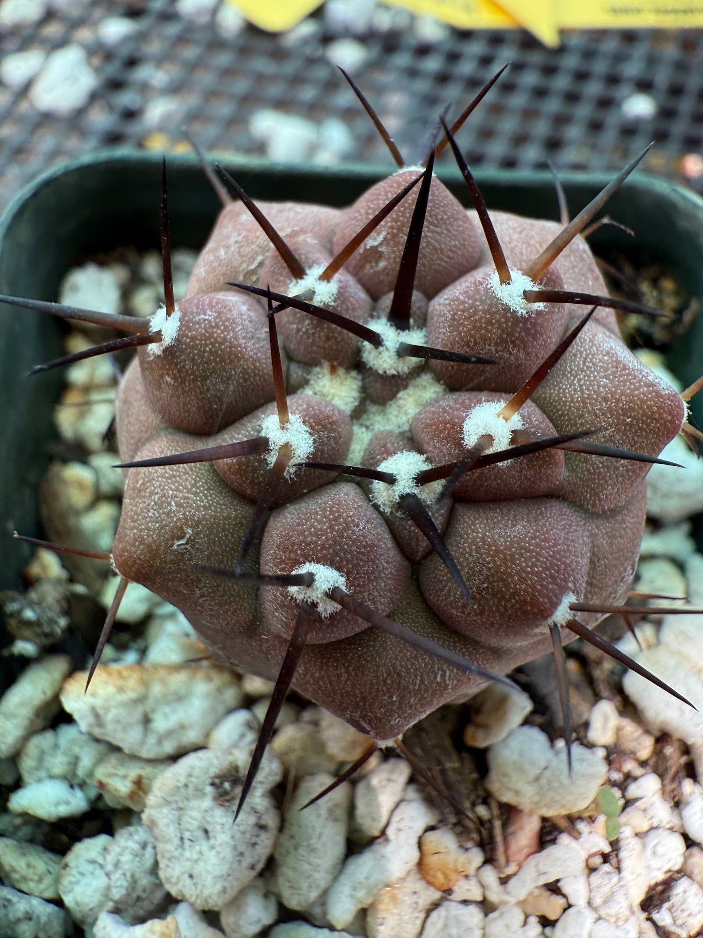Copiapoa cinerea with some character 0011