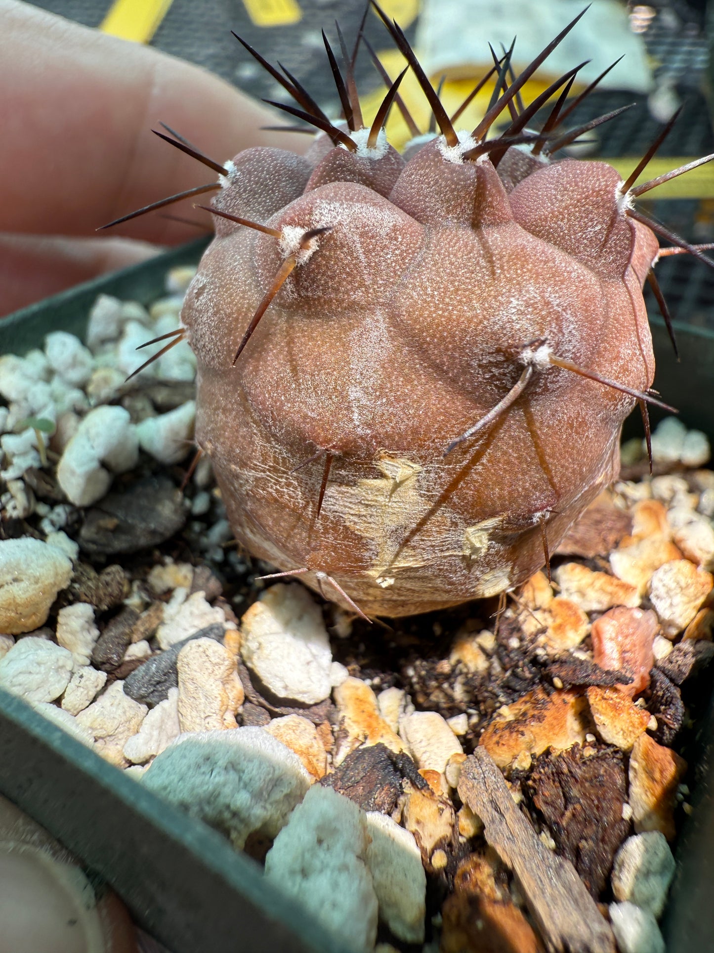Copiapoa cinerea with some character 0011