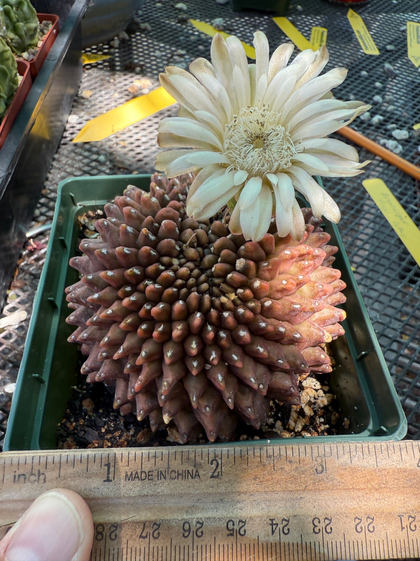 Gymnocalycium inermis crest very nice and large 0022