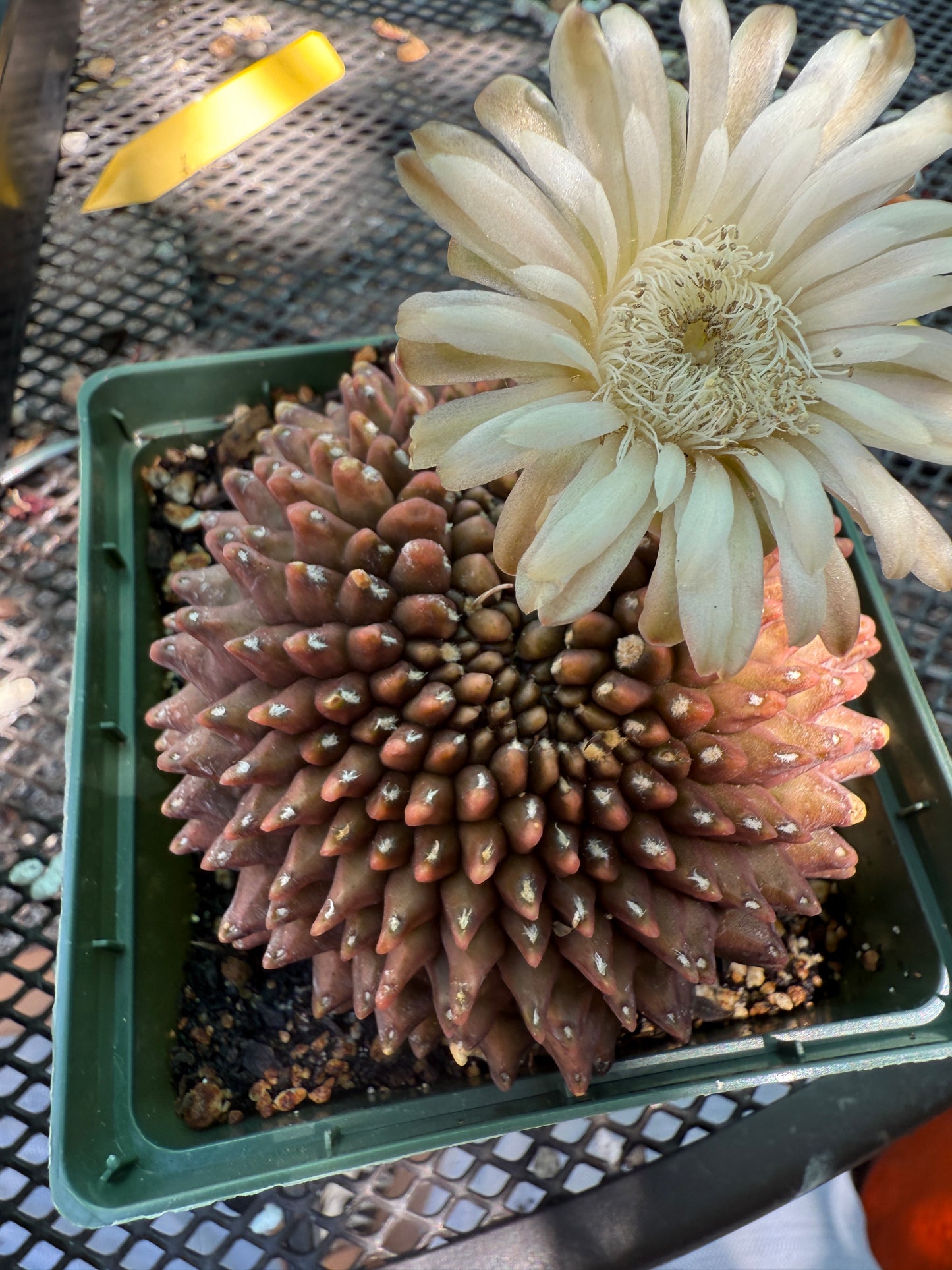 Gymnocalycium inermis crest very nice and large 0022