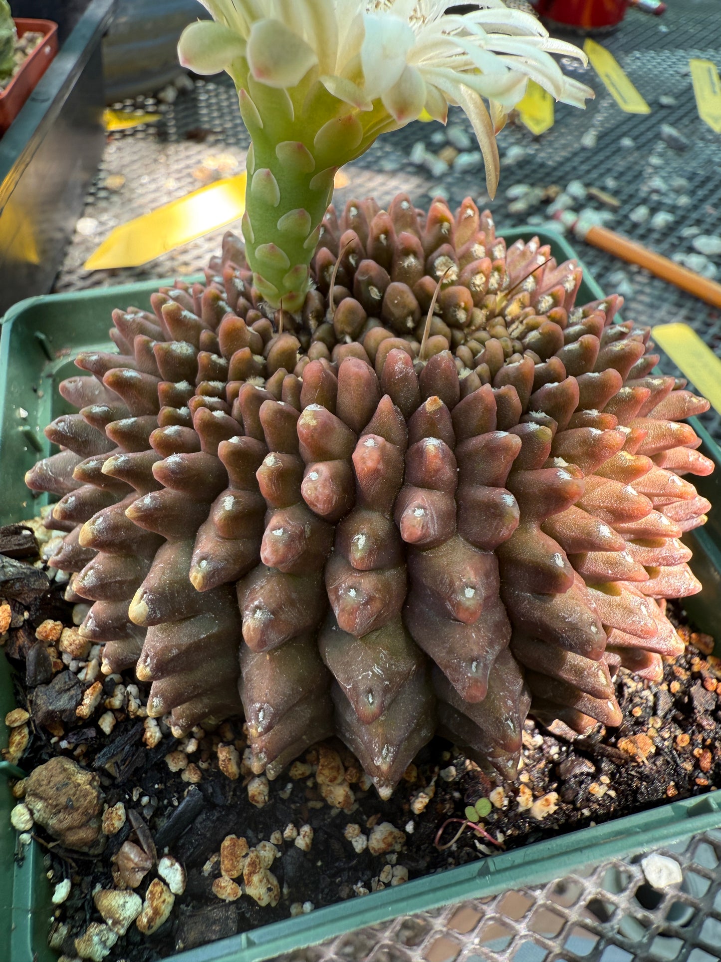 Gymnocalycium inermis crest very nice and large 0022