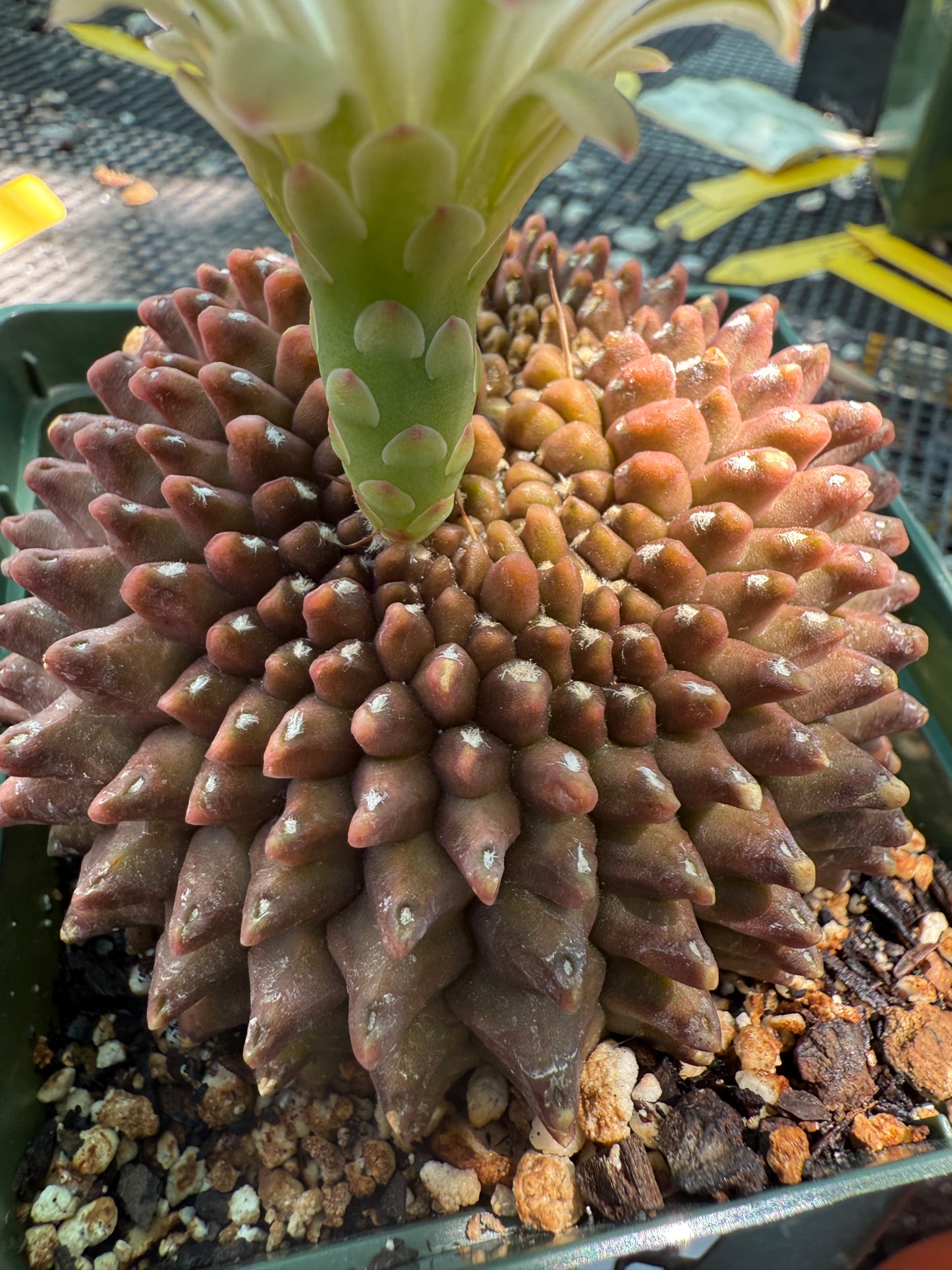 Gymnocalycium inermis crest very nice and large 0022