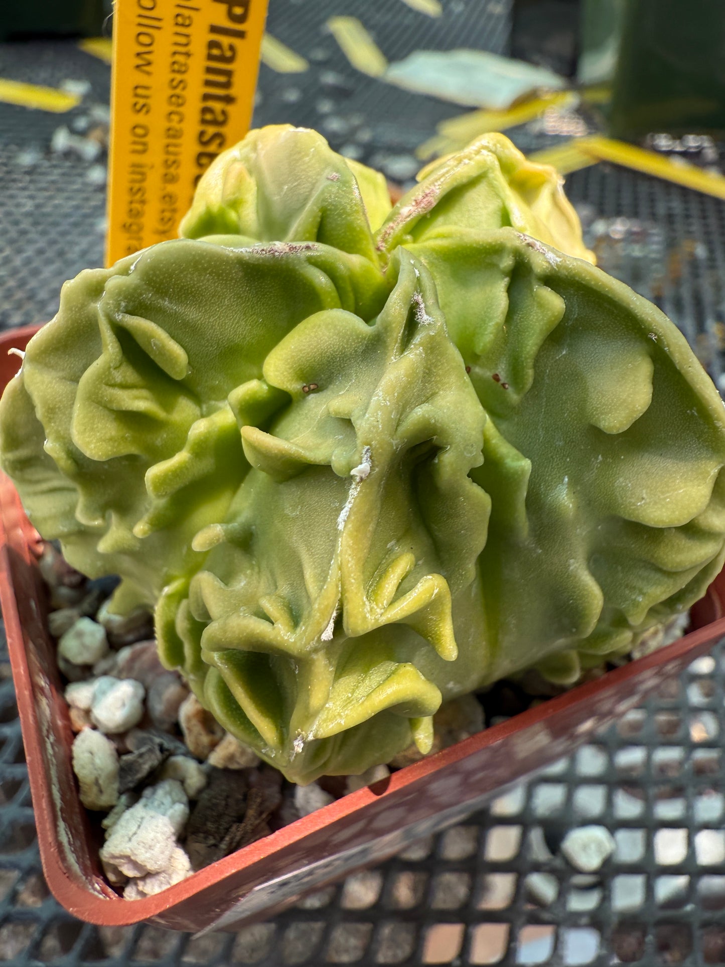 Astrophytum myriostigma fukuryu top notch 0024