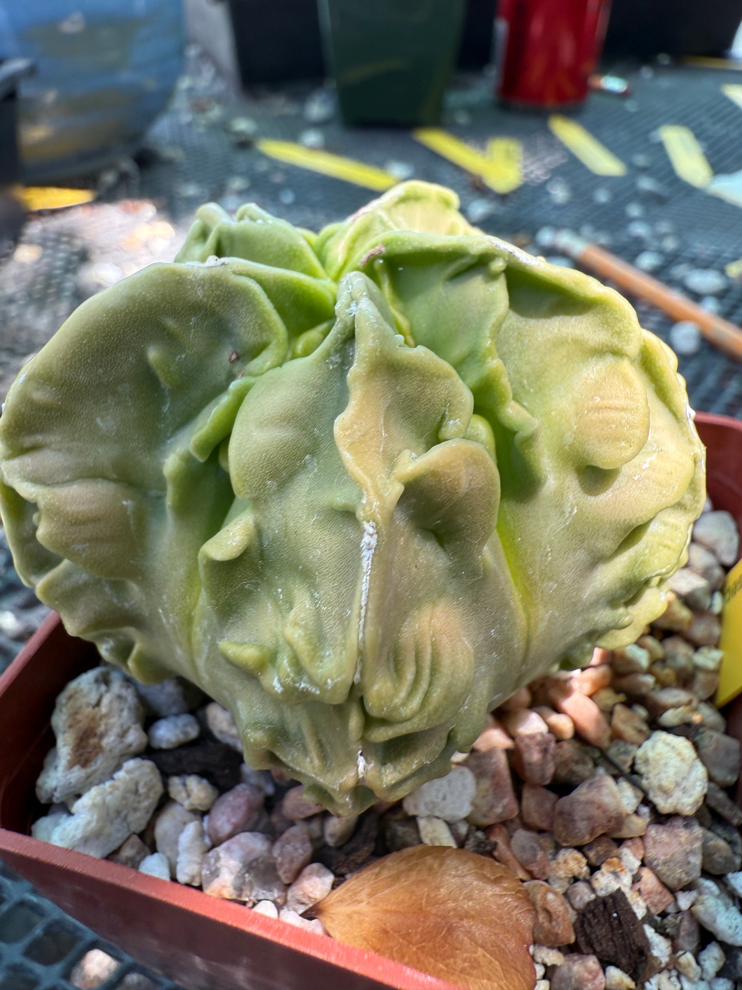 Astrophytum myriostigma fukuryu top notch 0024