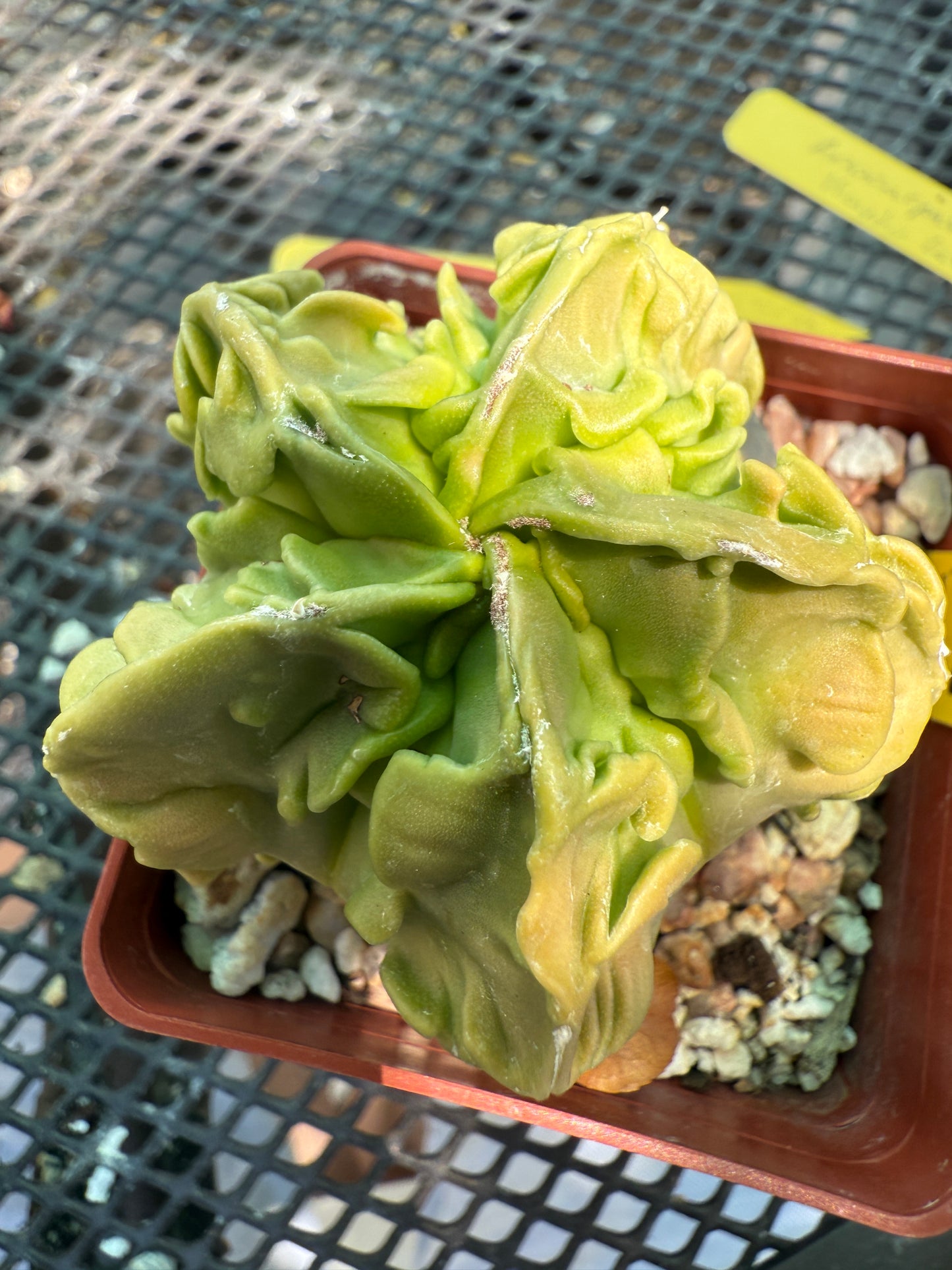 Astrophytum myriostigma fukuryu top notch 0024