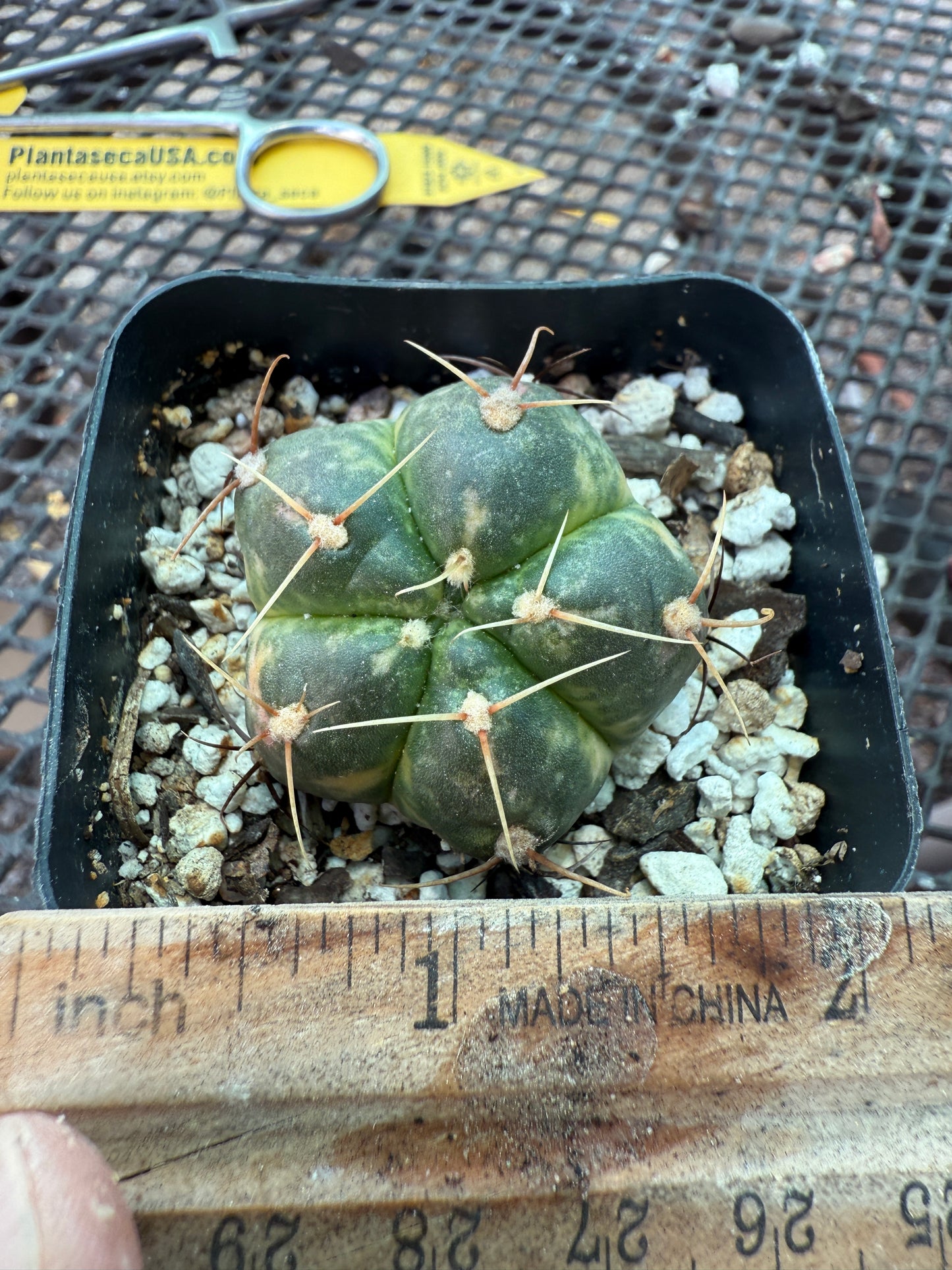 Gymnocalycium horstii variegated rare cactus 121