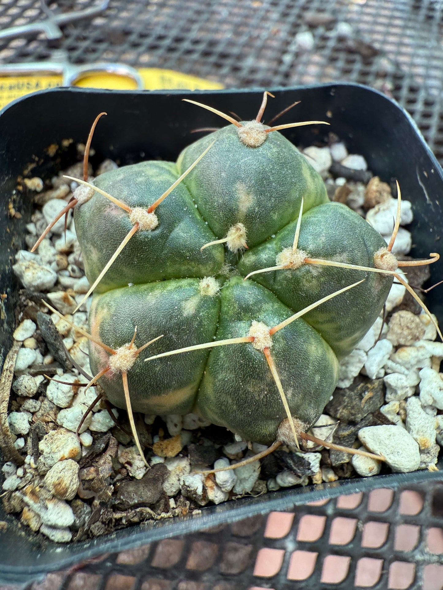 Gymnocalycium horstii variegated rare cactus 121