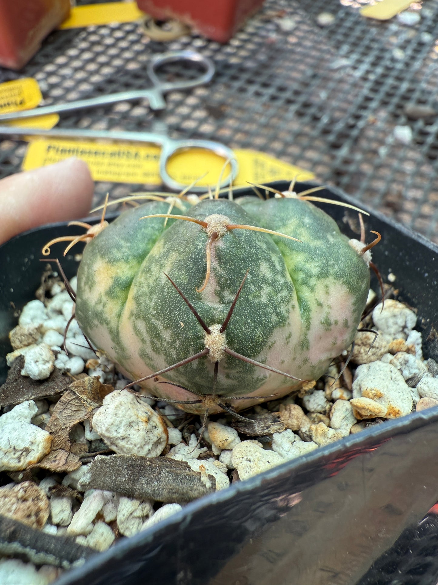 Gymnocalycium horstii variegated rare cactus 121