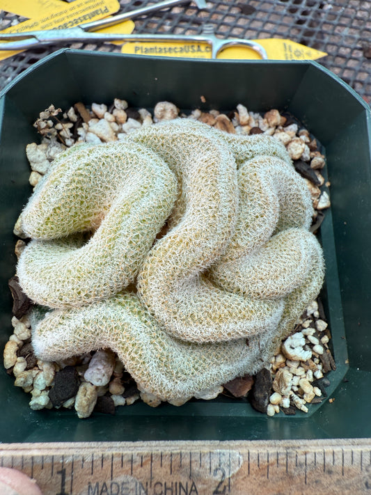 Mammillaria microthele crest brain cactus 211