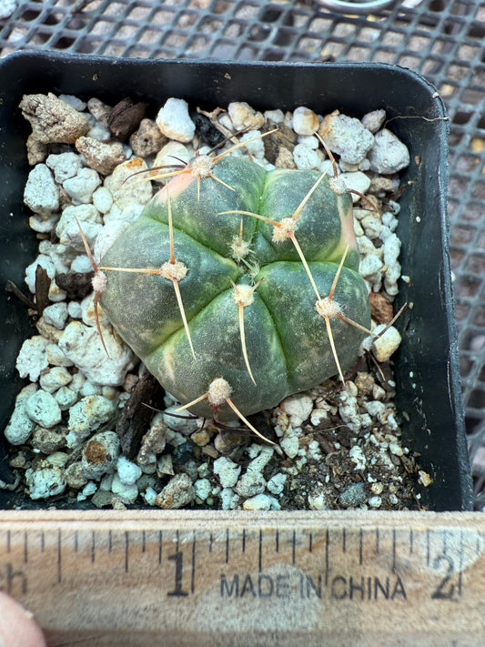 Gymnocalycium horstii variegated rare 216