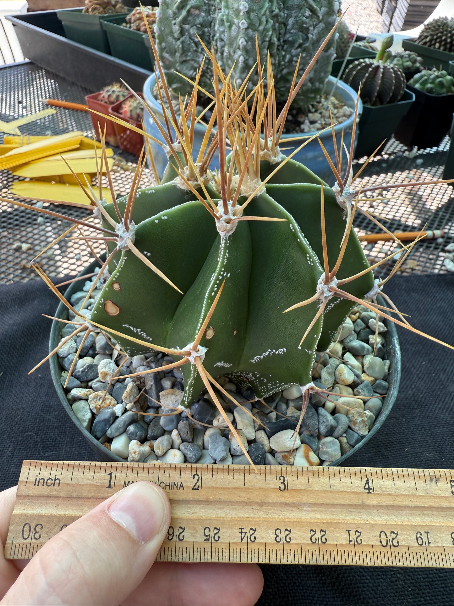 Astrophytum ornatum large in 6 inch pot has some character 922