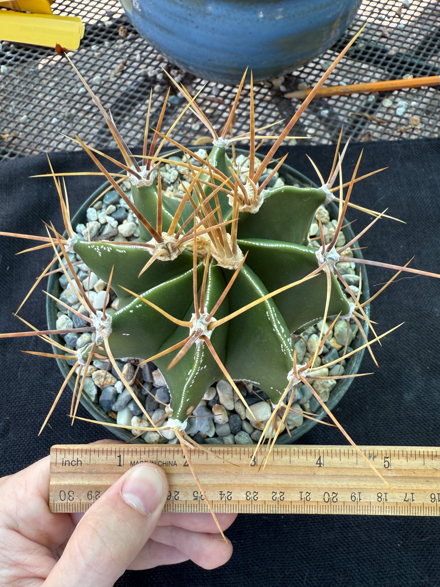 Astrophytum ornatum large in 6 inch pot has some character 922