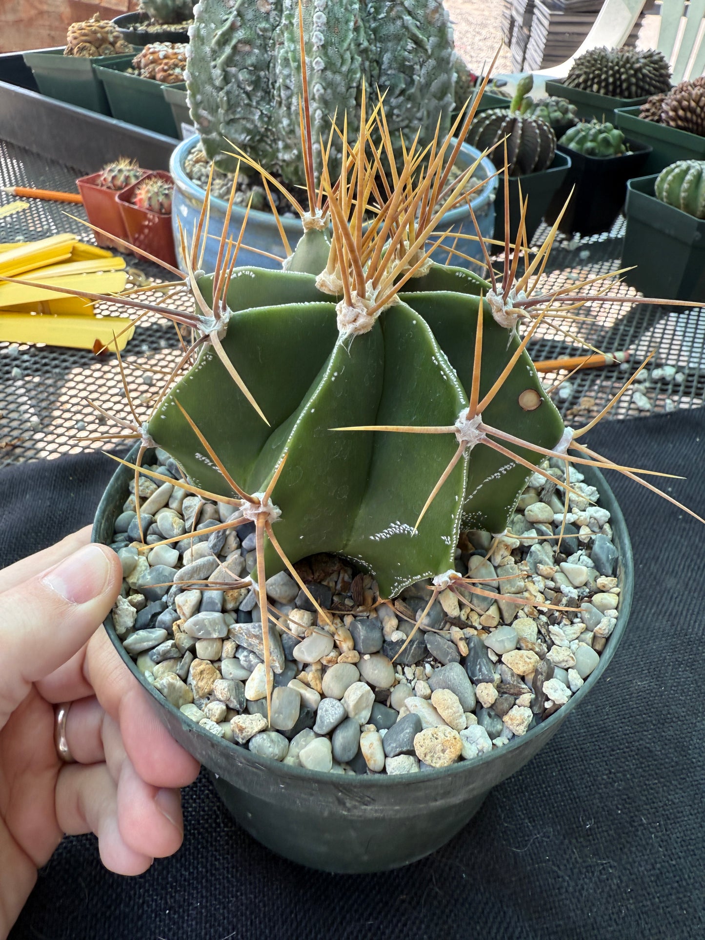 Astrophytum ornatum large in 6 inch pot has some character 922