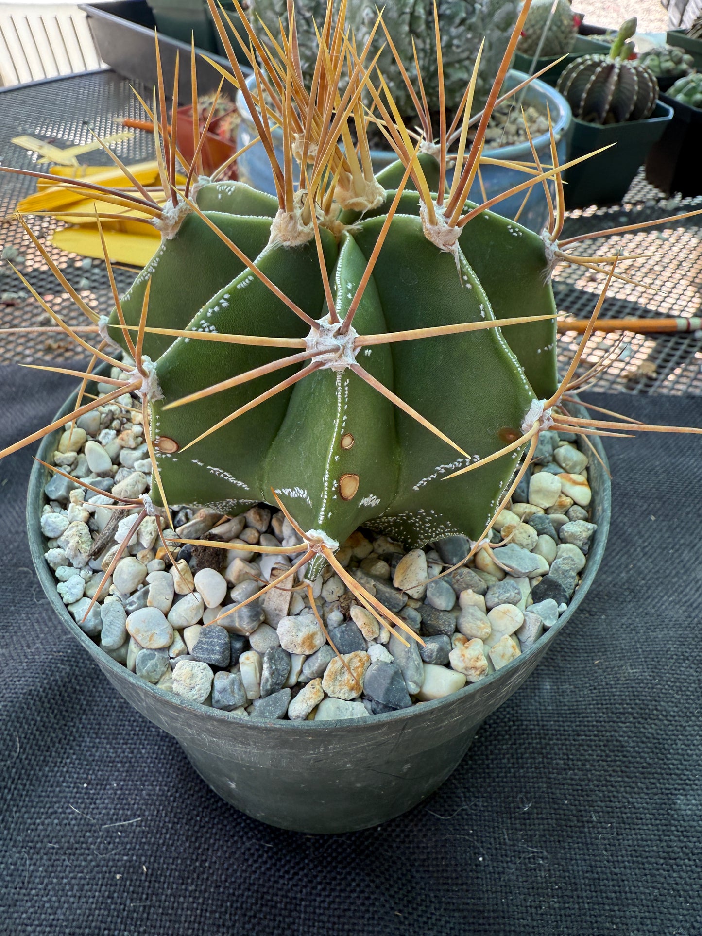 Astrophytum ornatum large in 6 inch pot has some character 922