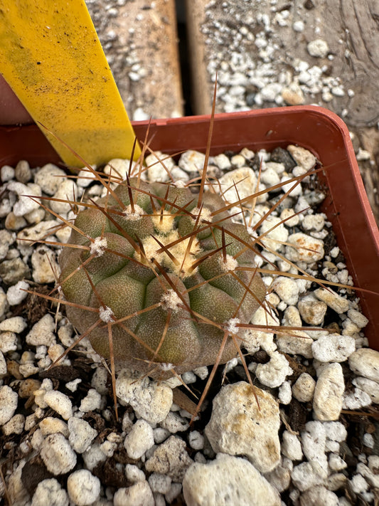 Copiapoa haseltoniana cactus #2