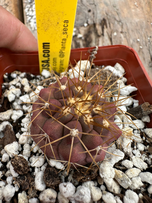 copiapoa haseltoniana cactus #3