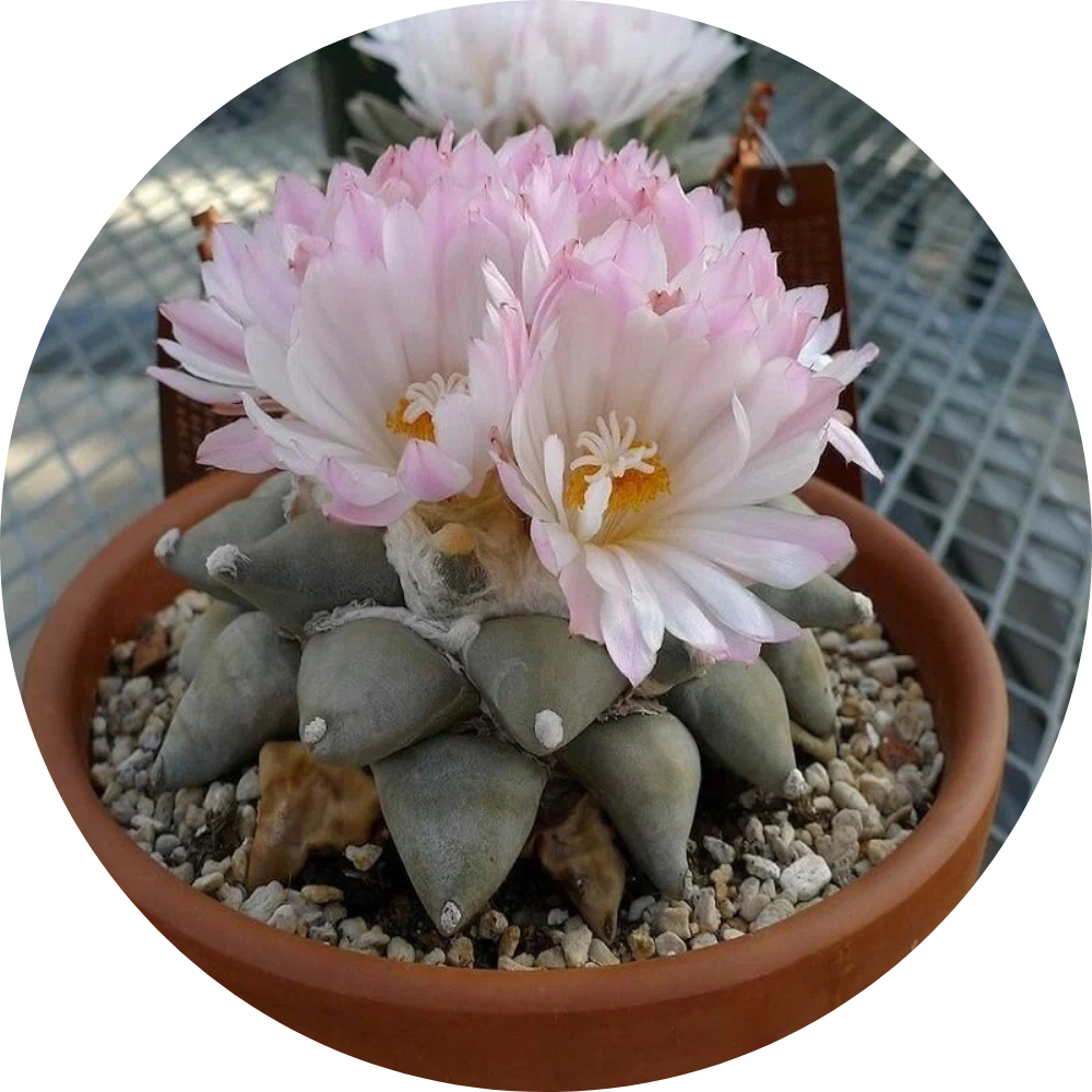 Ariocarpus
