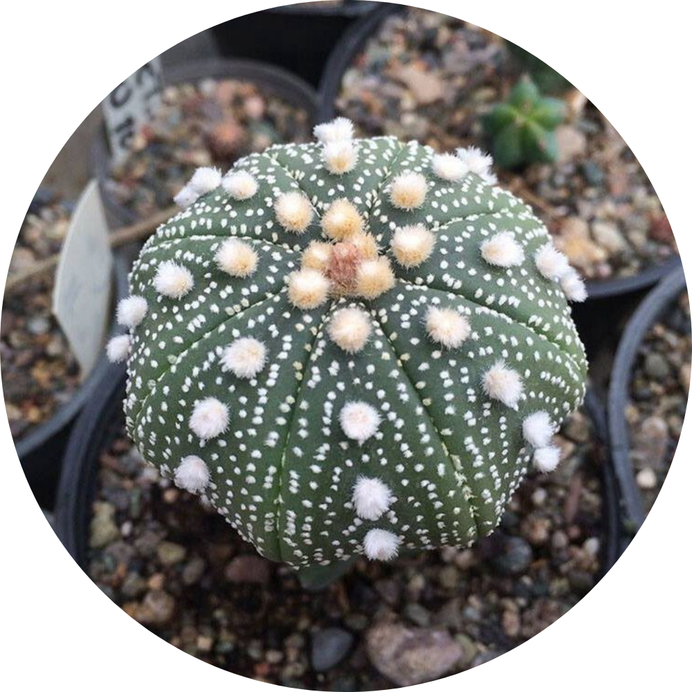 Astrophytum