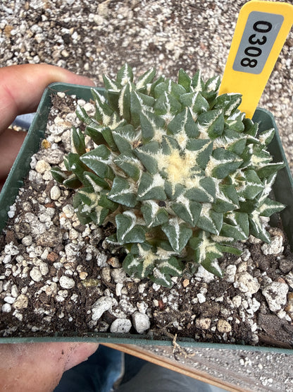 Ariocarpus kotschoubeyanus many heads grafted on short pereskiopsis very nice 308