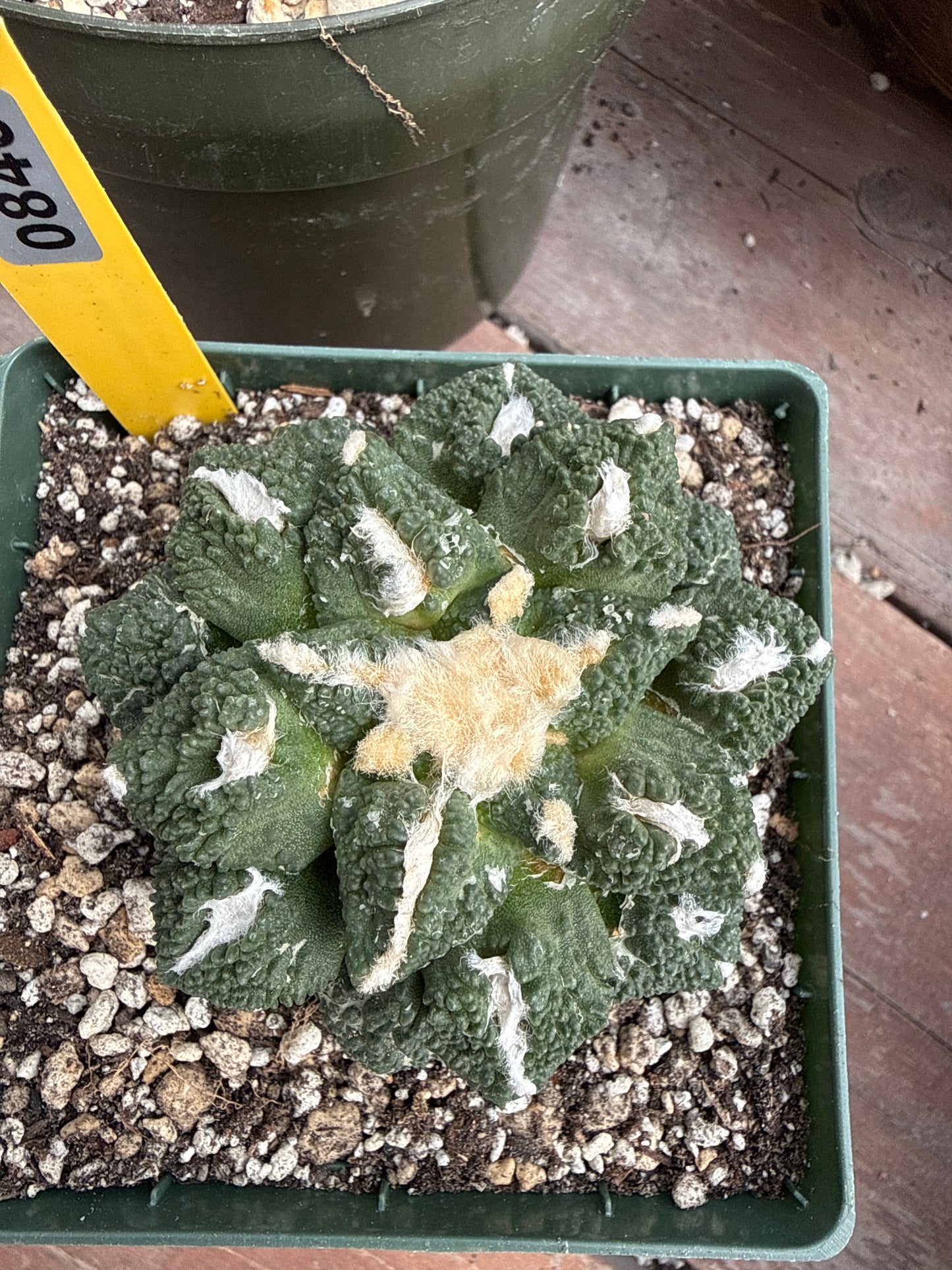 Ariocarpus kotschoubeyanus x Godzilla on short graft 840 4 inch pot