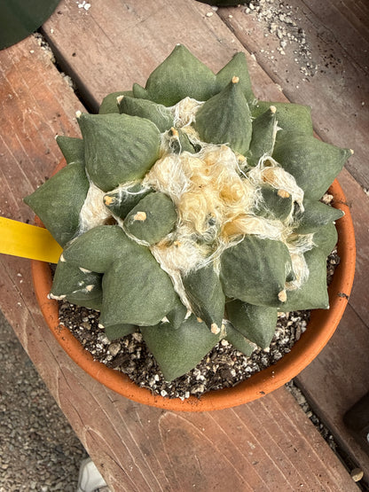 Ariocarpus maruibo trifinger specimen large seed grown 1301 repotted in 6.5 inch pot amazing plant