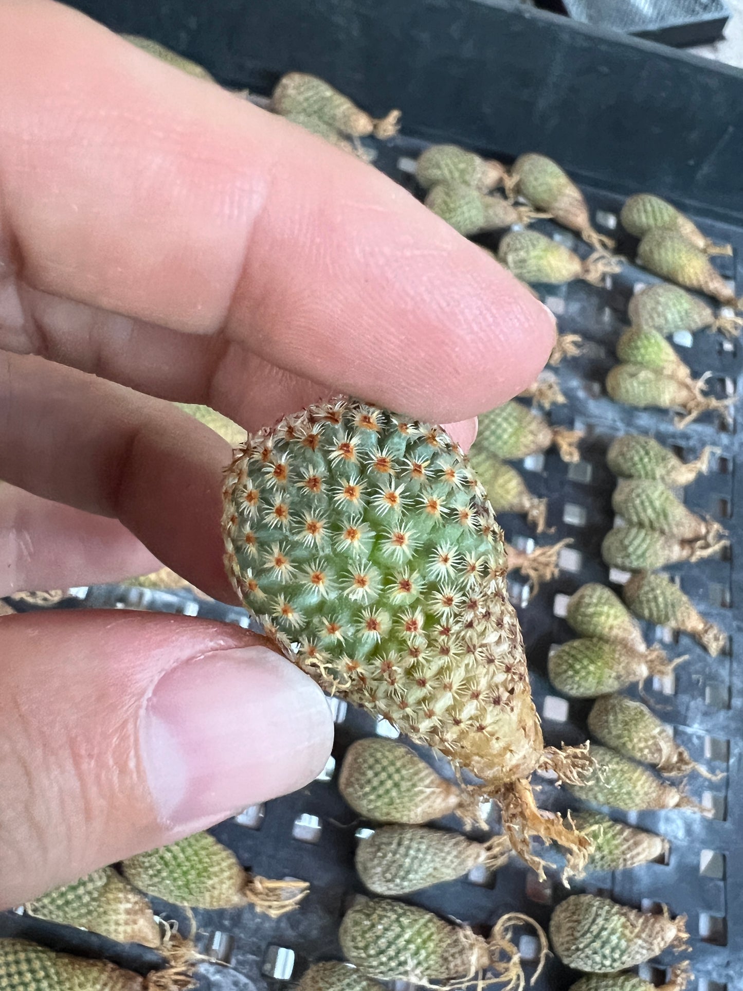 Mammillaria crucigera very rare cactus big size cheap deal 50$ shipped