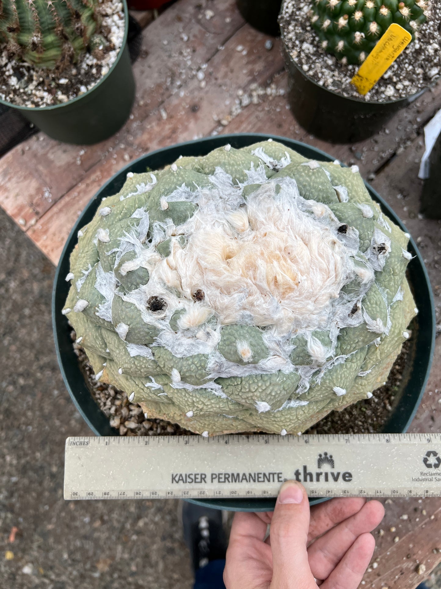 Ariocarpus retusus in 10 inch pot, ancient specimen large tubercle