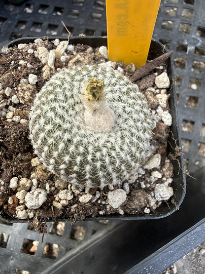Frailea larae rare plant 511