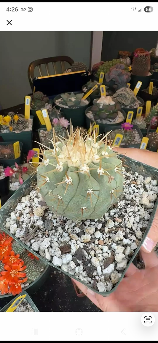 Copiapoa columna alba nice plant