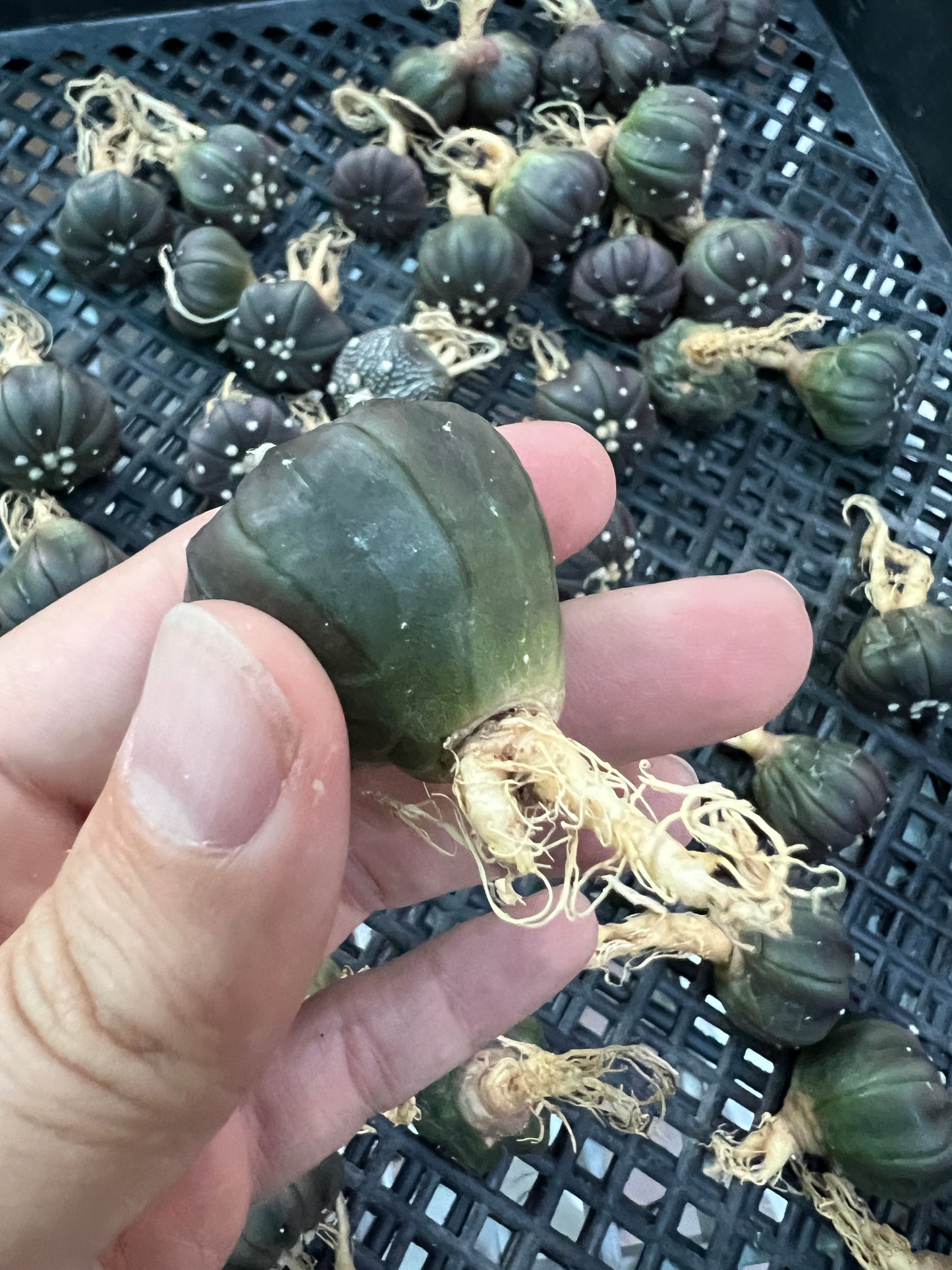 Astrophytum asterias dark purple/black