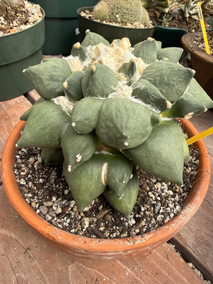 Ariocarpus maruibo trifinger specimen large seed grown 1301 repotted in 6.5 inch pot amazing plant