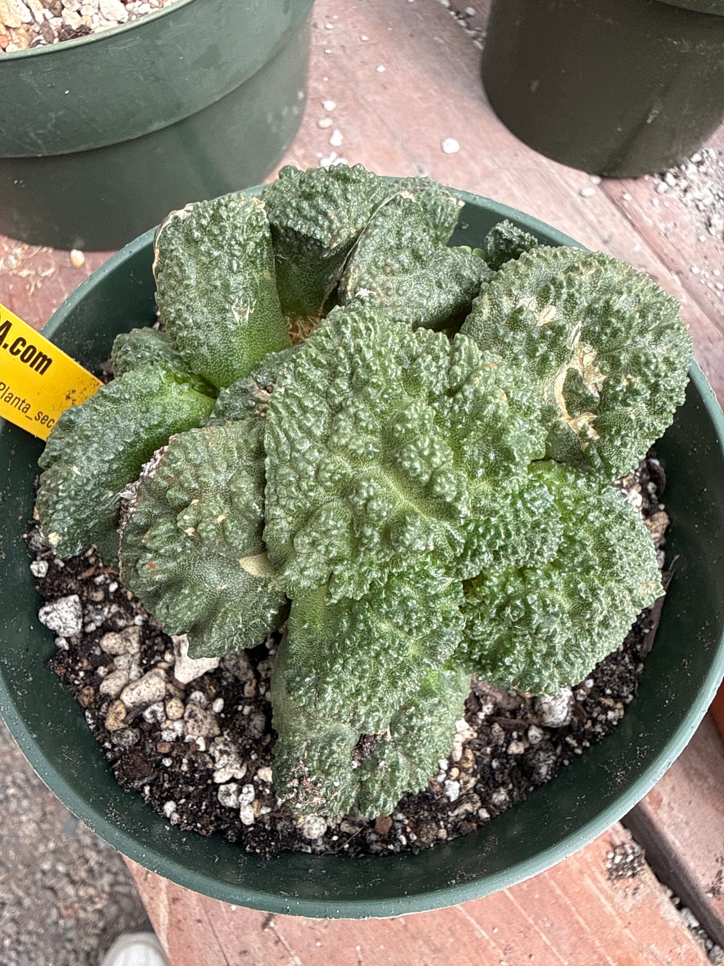 Ariocarpus Godzilla cluster on short graft 301 in 5.5 inch pot