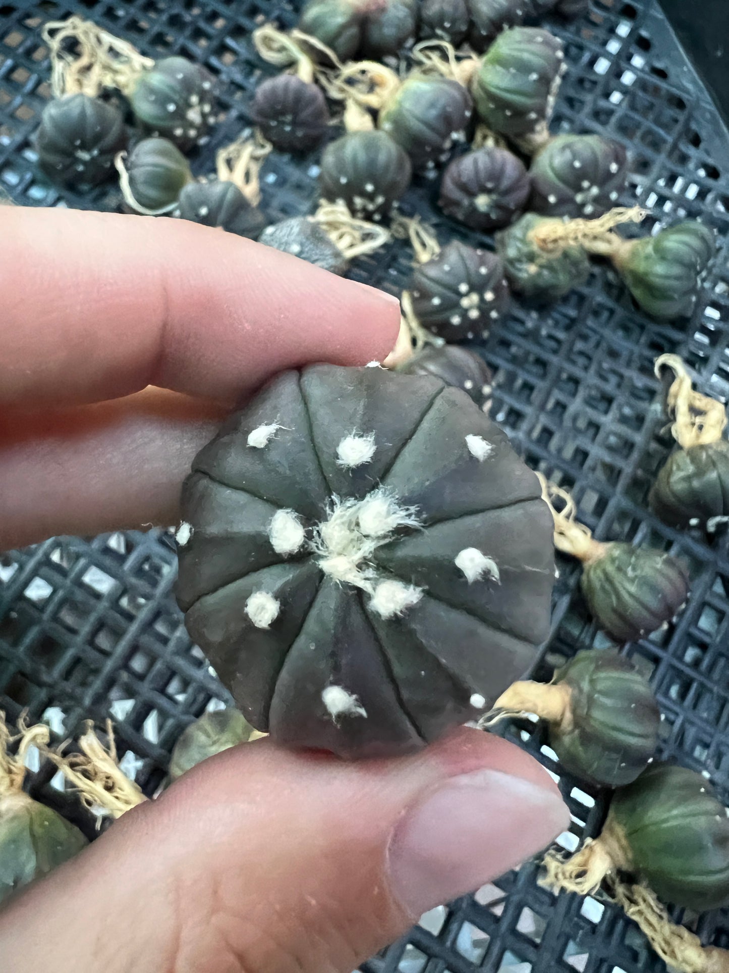 Astrophytum asterias dark purple/black