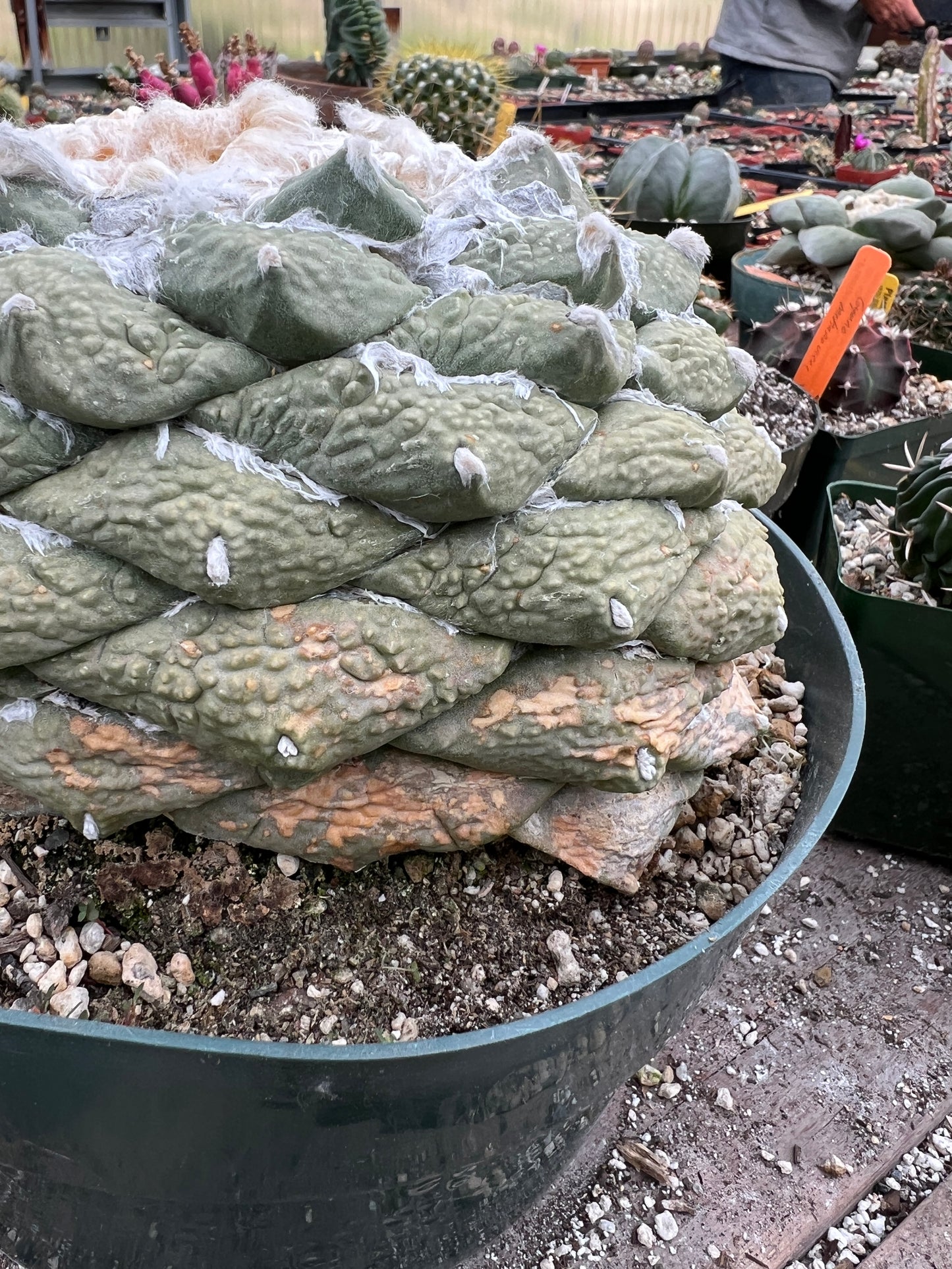 Ariocarpus retusus in 10 inch pot, ancient specimen large tubercle