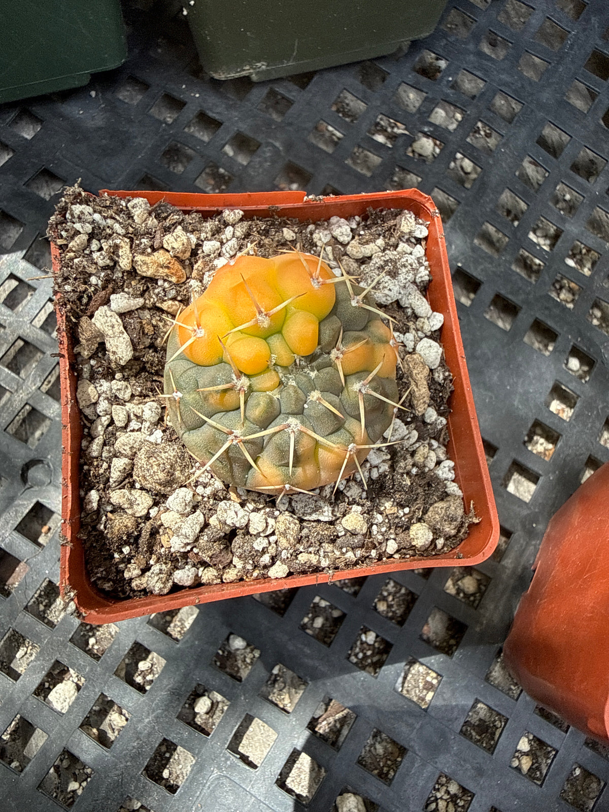 Gymnocalycium ochoterranae variegated 347
