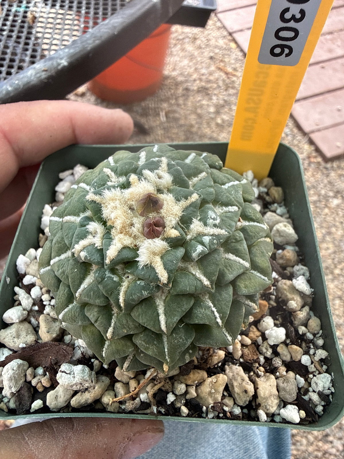 Ariocarpus kotschoubeyanus  grafted on short pereskiopsis very nice 306