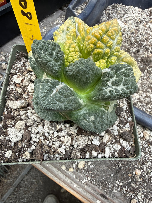 Ariocarpus Godzilla variegated on short graft 3081
