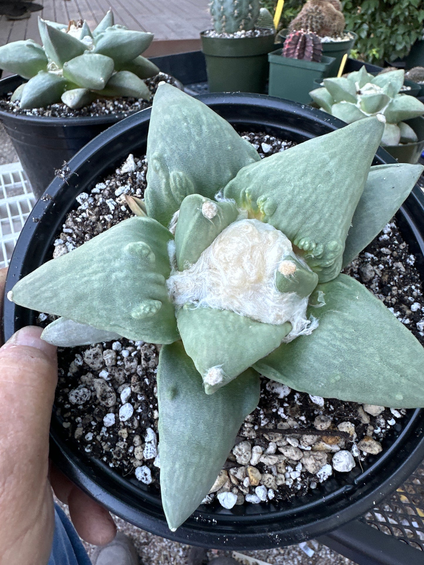 Ariocarpus retusus cauliflower cactus overgrowing 6 inch pot now in 7 inch pot