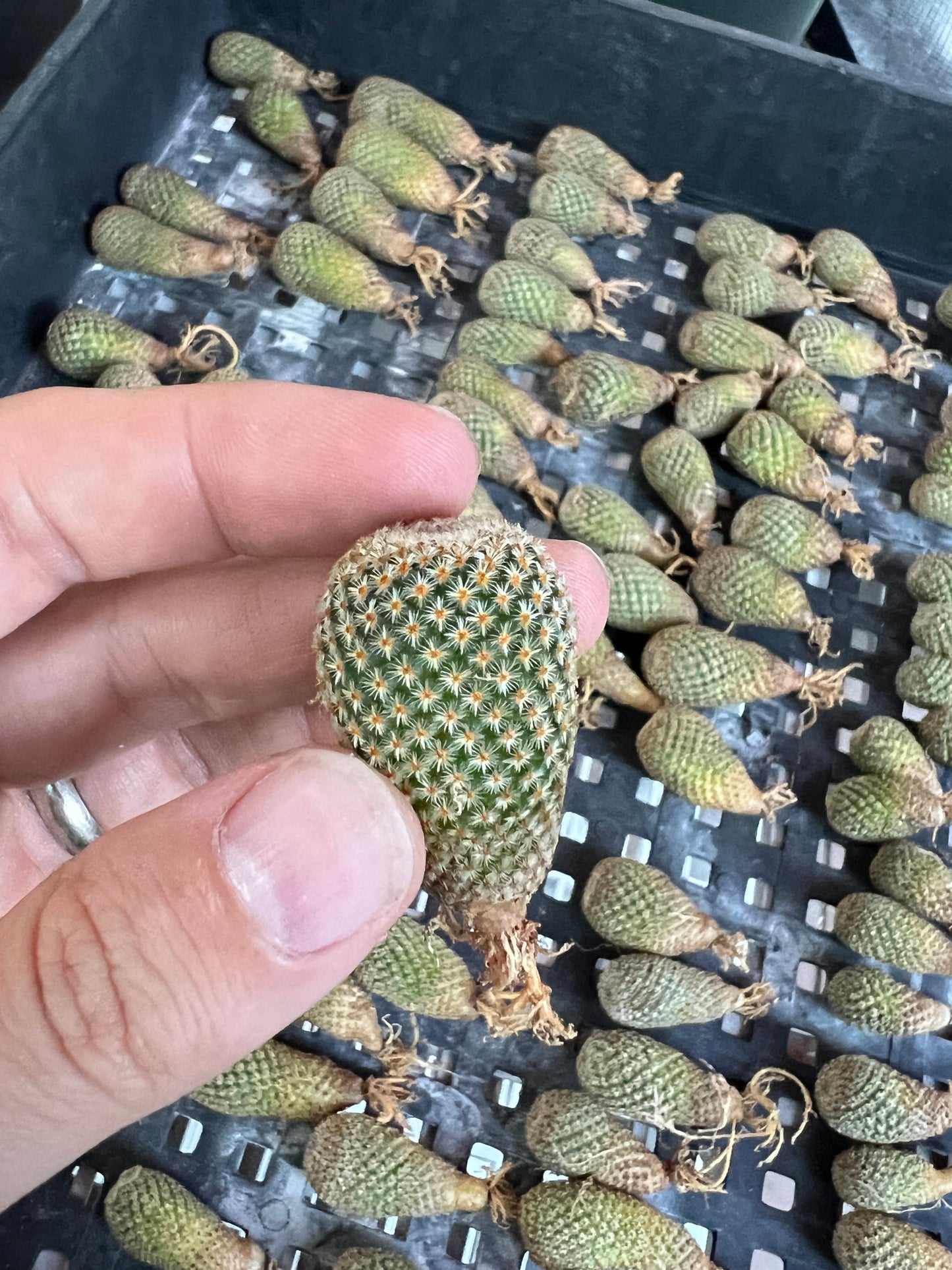 Mammillaria crucigera very rare cactus big size cheap deal 50$ shipped