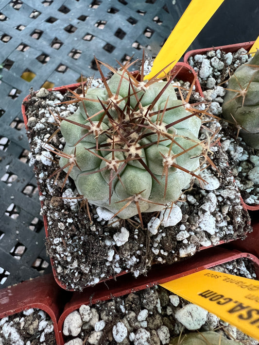 Copiapoa columna alba blue green cactus #4