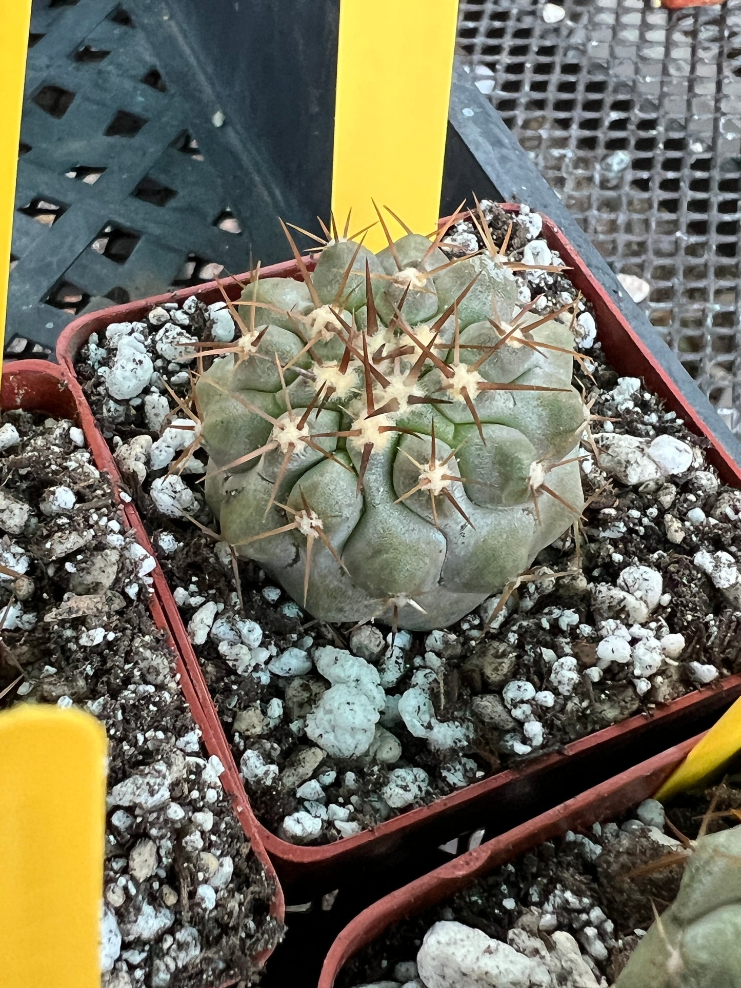 Copiapoa columna alba blue green cactus #5