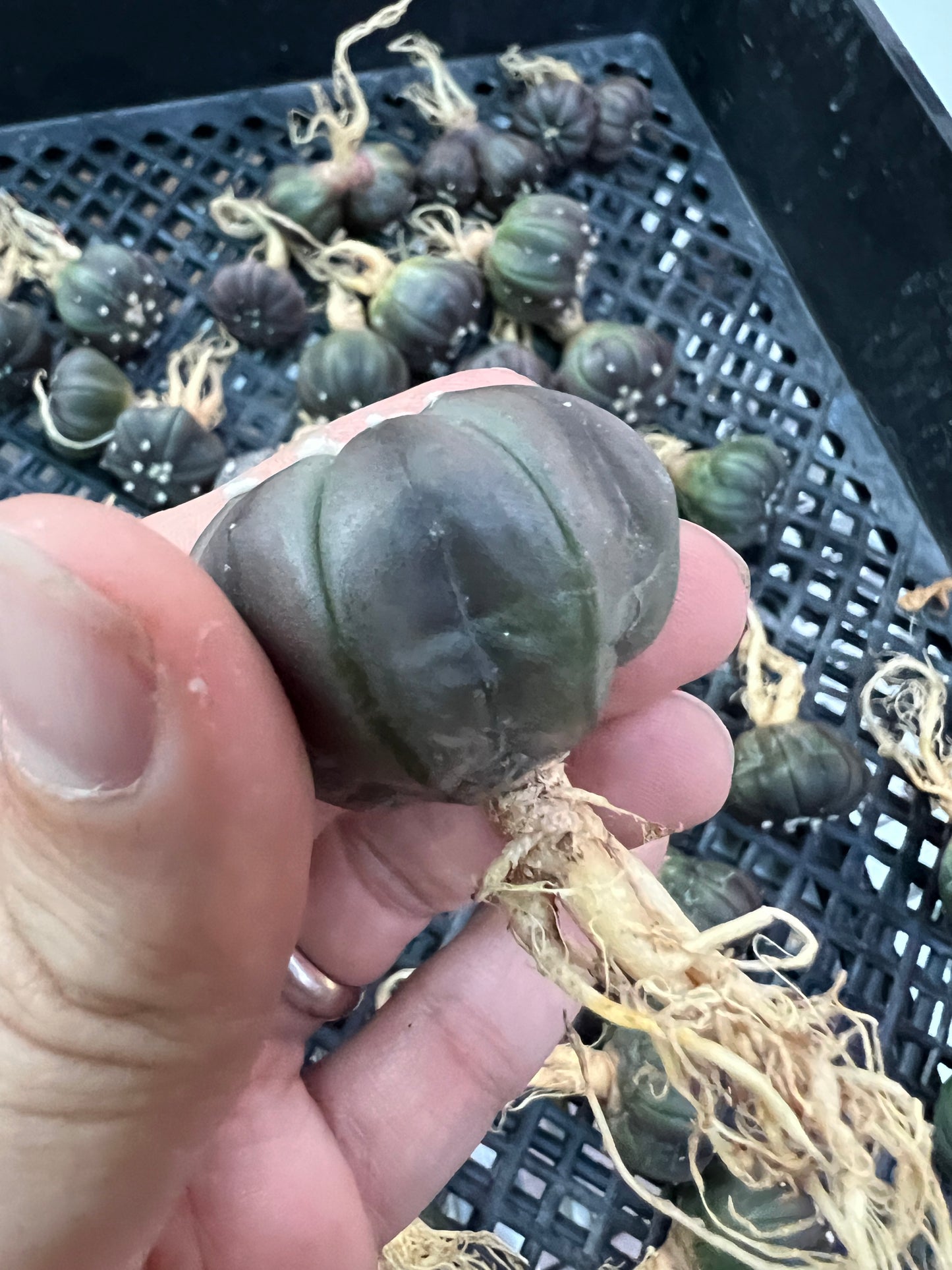 Astrophytum asterias dark purple/black