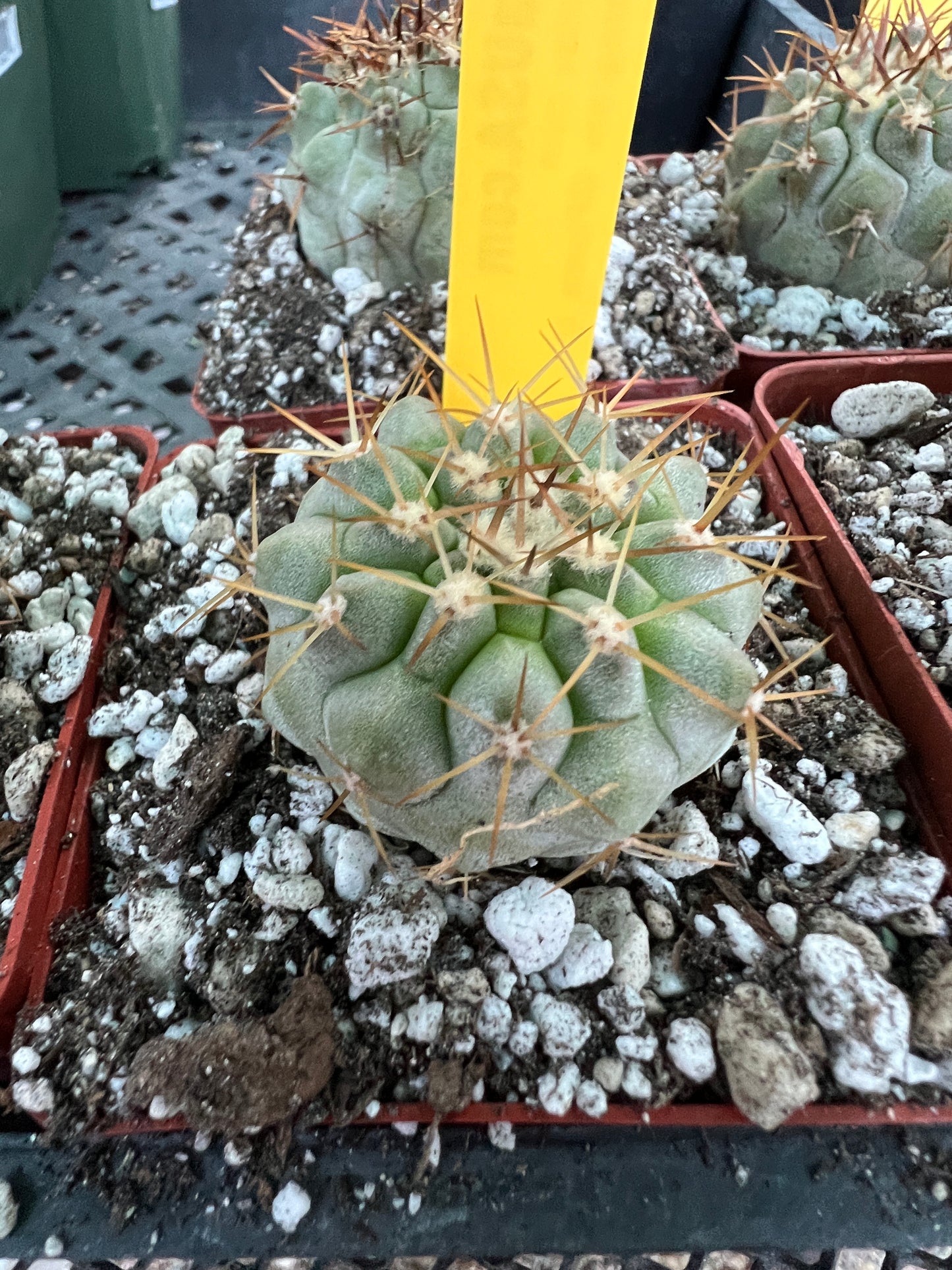 Copiapoa columna alba blue green cactus #2