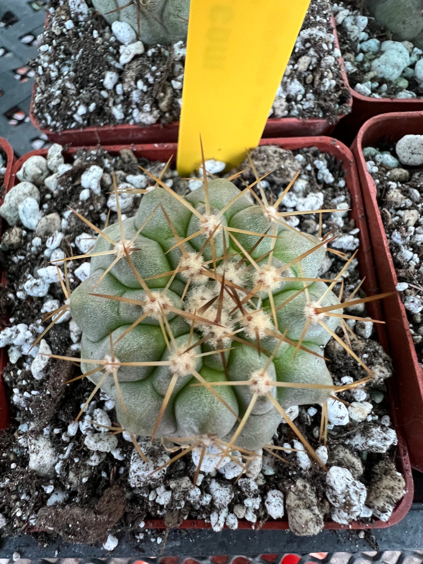 Copiapoa columna alba blue green cactus #2