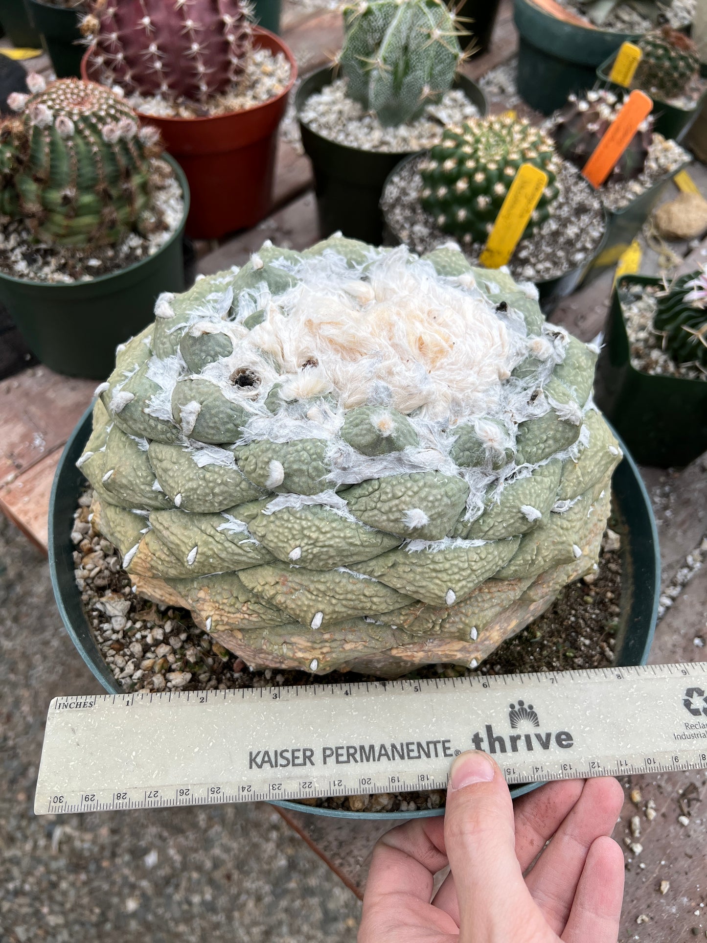 Ariocarpus retusus in 10 inch pot, ancient specimen large tubercle