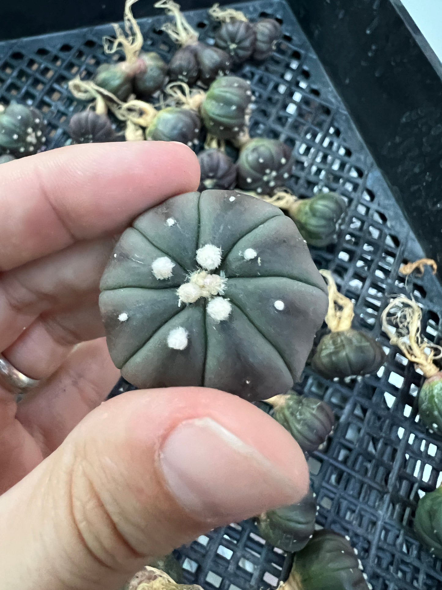 Astrophytum asterias dark purple/black