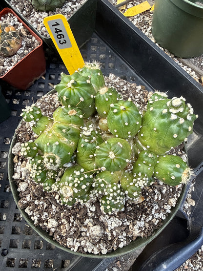 Echipnopsis monstrose stacker 1463