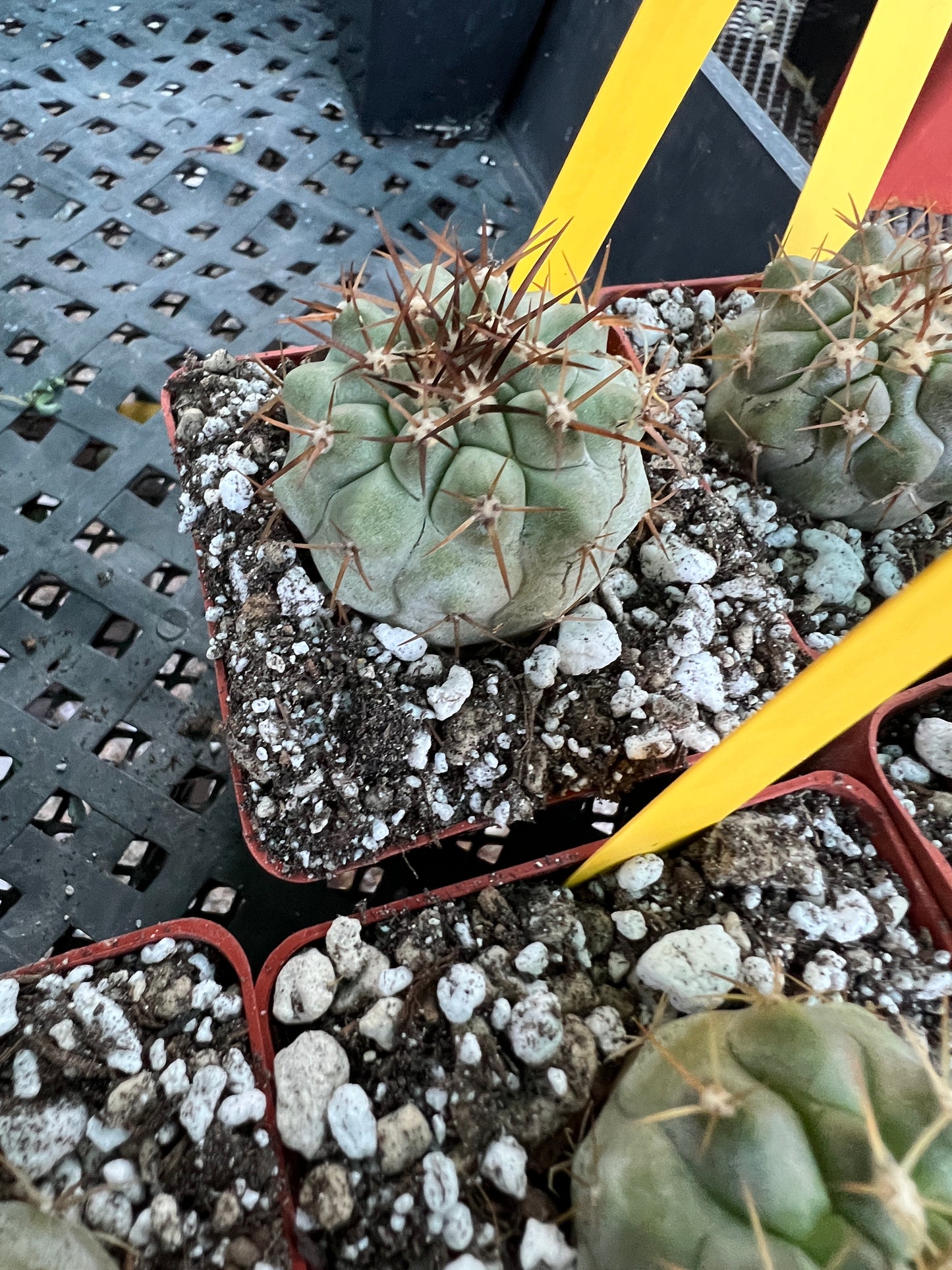 Copiapoa columna alba blue green cactus #4