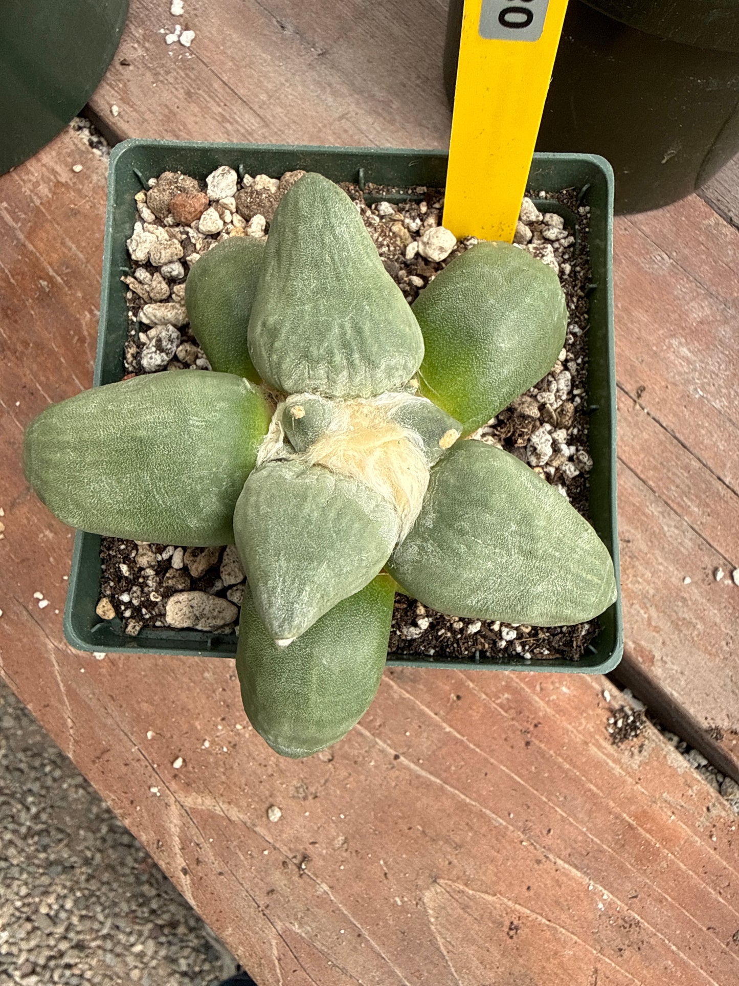 Ariocarpus maruibo trifinger on short graft 823 in 4 inch pot