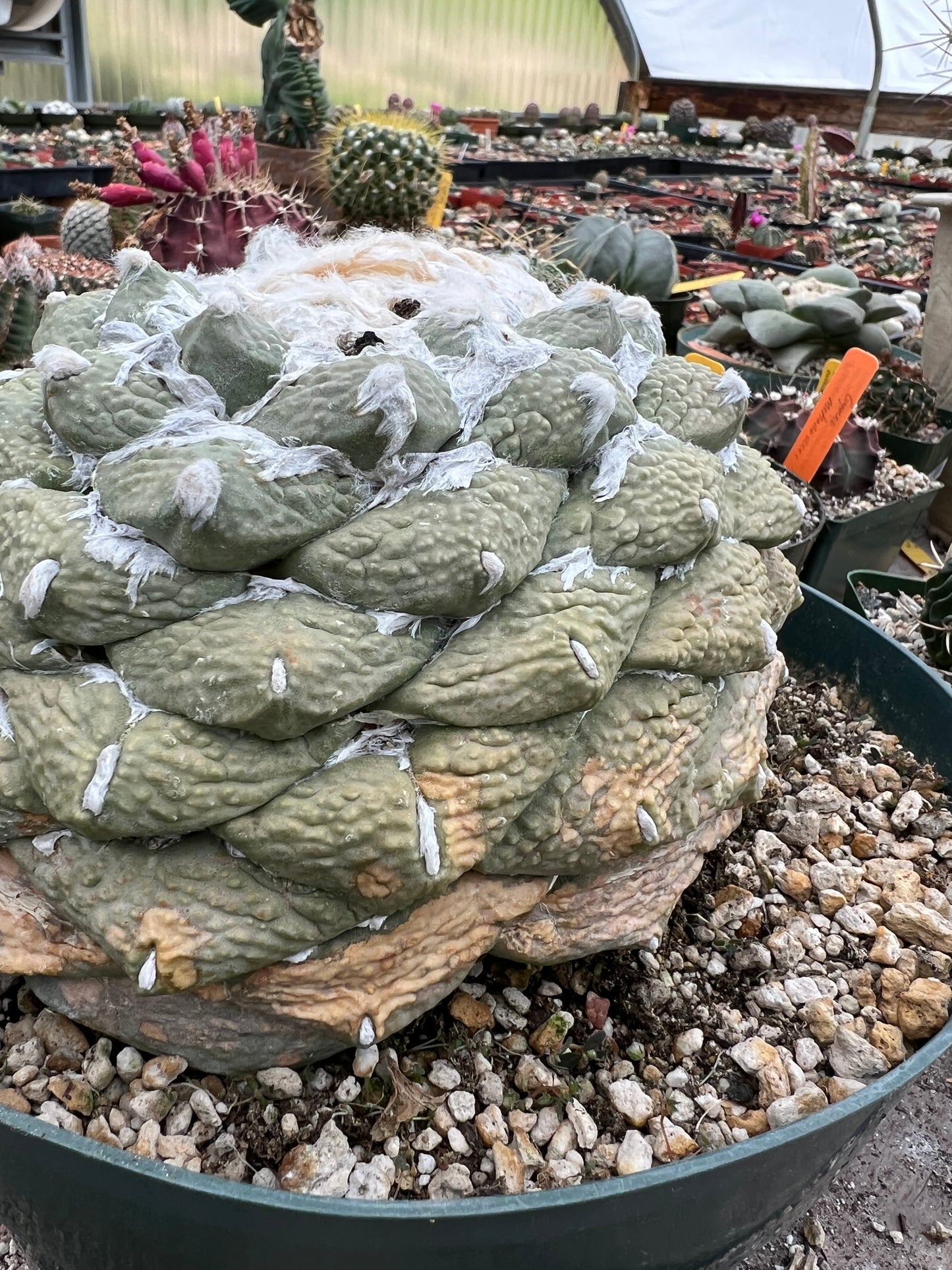 Ariocarpus retusus in 10 inch pot, ancient specimen large tubercle